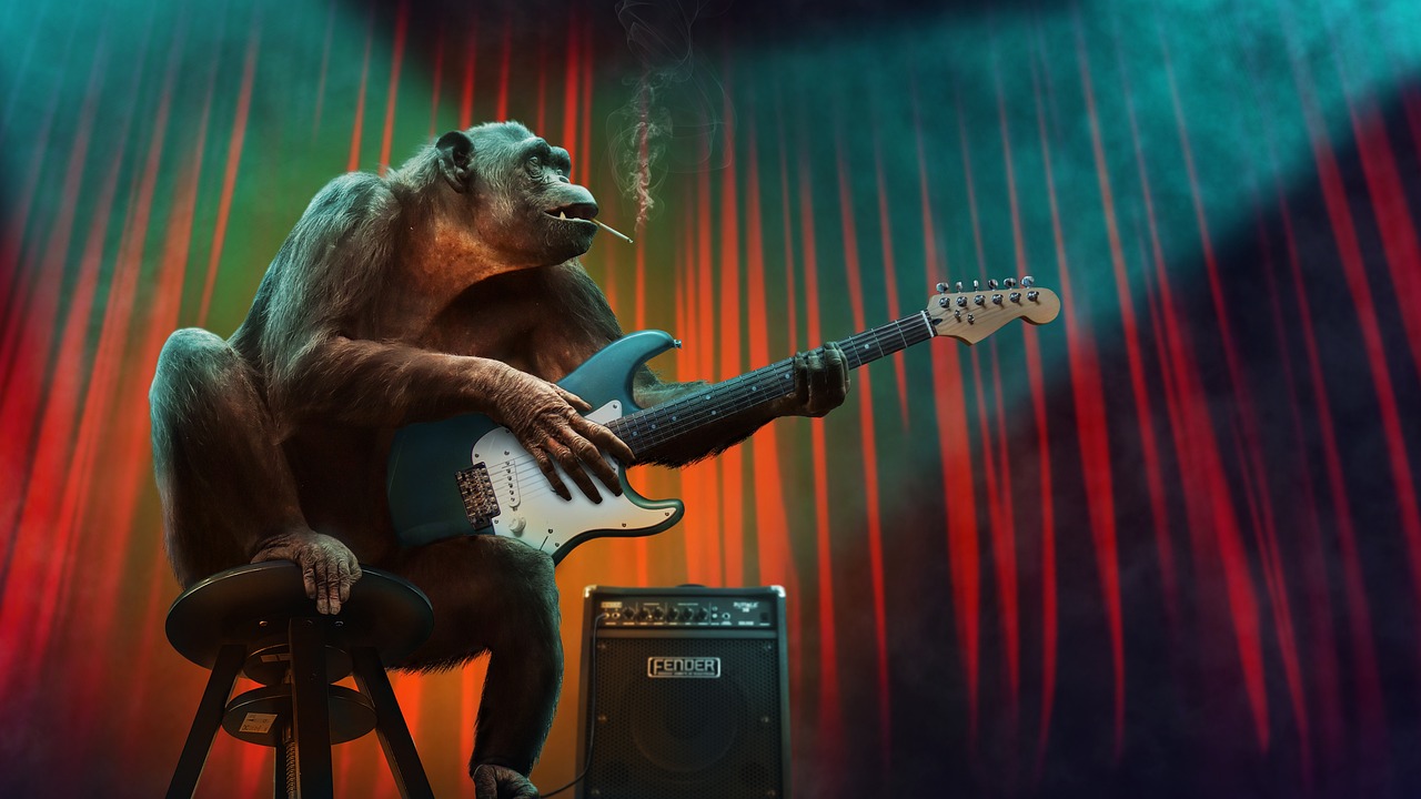 monkey, music, concert, nature, guitar, stage, amplifier, electric guitar, animal, mammal, primate, chimpanzee
