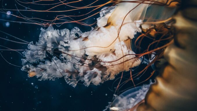 Captivating close-up of a jellyfish floating gracefully underwater, showcasing its delicate tentacles.
