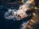 Captivating close-up of a jellyfish floating gracefully underwater, showcasing its delicate tentacles.