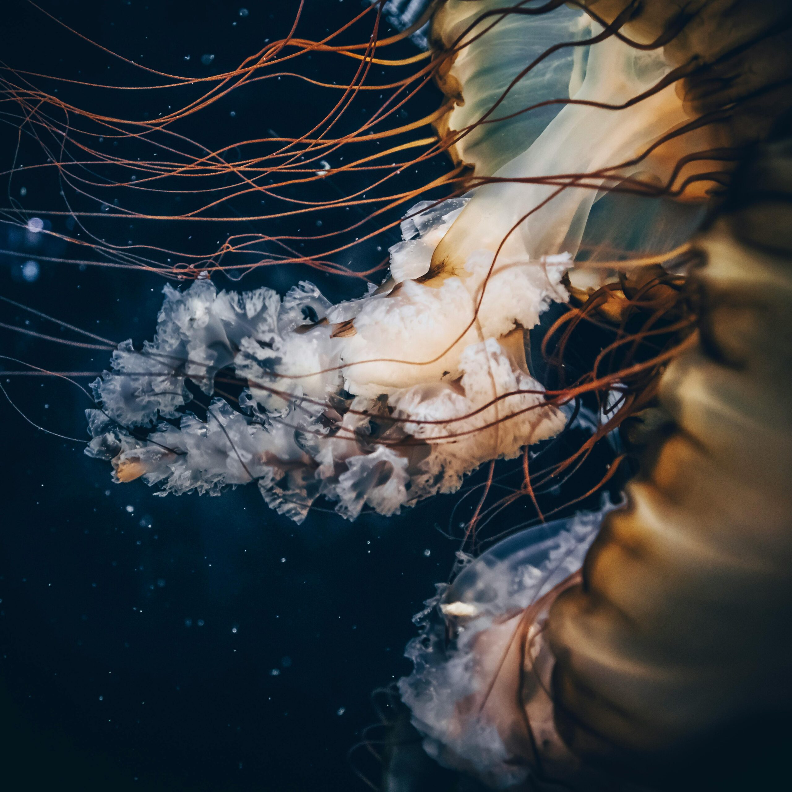 Captivating close-up of a jellyfish floating gracefully underwater, showcasing its delicate tentacles.