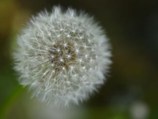 A detailed macro shot of a fluffy dandelion seed head with a soft, blurred background in a natural setting.