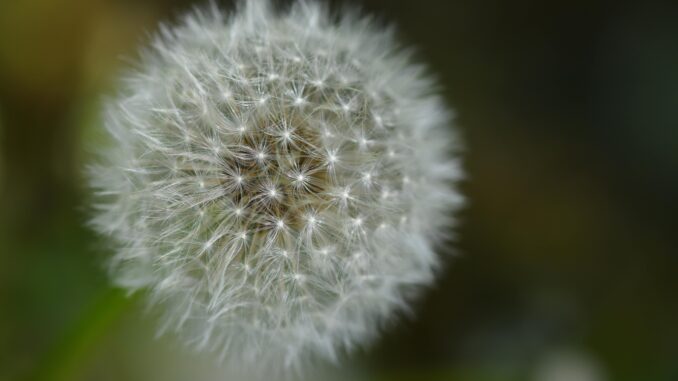 A detailed macro shot of a fluffy dandelion seed head with a soft, blurred background in a natural setting.