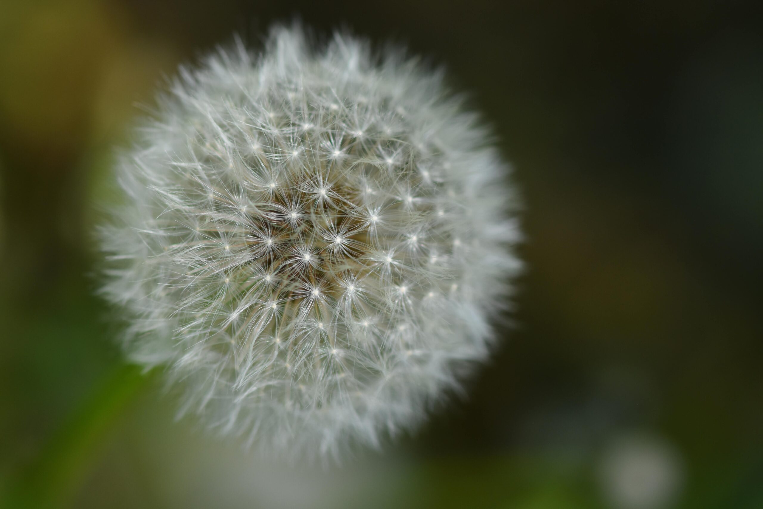 A detailed macro shot of a fluffy dandelion seed head with a soft, blurred background in a natural setting.