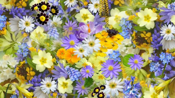 A colorful assortment of spring flowers, showcasing a vivid mix of colors and blooms.