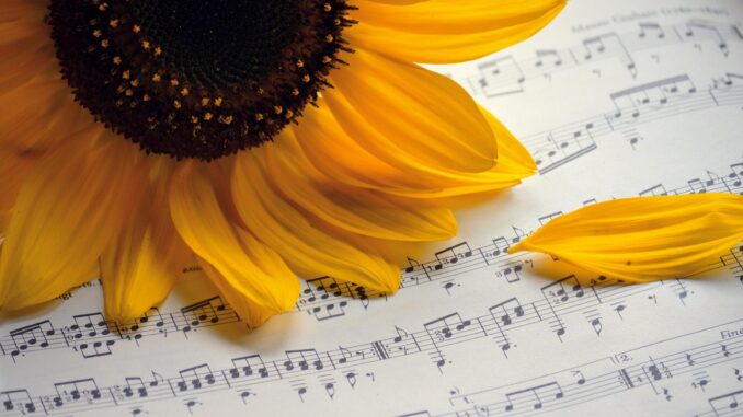 sunflower, summer songs, choir, sheet music, summer concert, autumn songs, music, songs, concert, to sing, notenblatt, birthday song, teacher gradebook, grades, make music, petals, choir, choir, choir, choir, choir