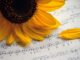 sunflower, summer songs, choir, sheet music, summer concert, autumn songs, music, songs, concert, to sing, notenblatt, birthday song, teacher gradebook, grades, make music, petals, choir, choir, choir, choir, choir
