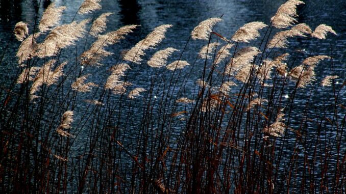 seagrass, aquatic plant, water, quiet, silence, relaxation, poetry, nature, poetry, poetry, poetry, poetry, poetry