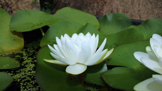 Serene white lotus flower resting on vibrant green lily pads in a tranquil pond setting.