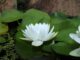 Serene white lotus flower resting on vibrant green lily pads in a tranquil pond setting.