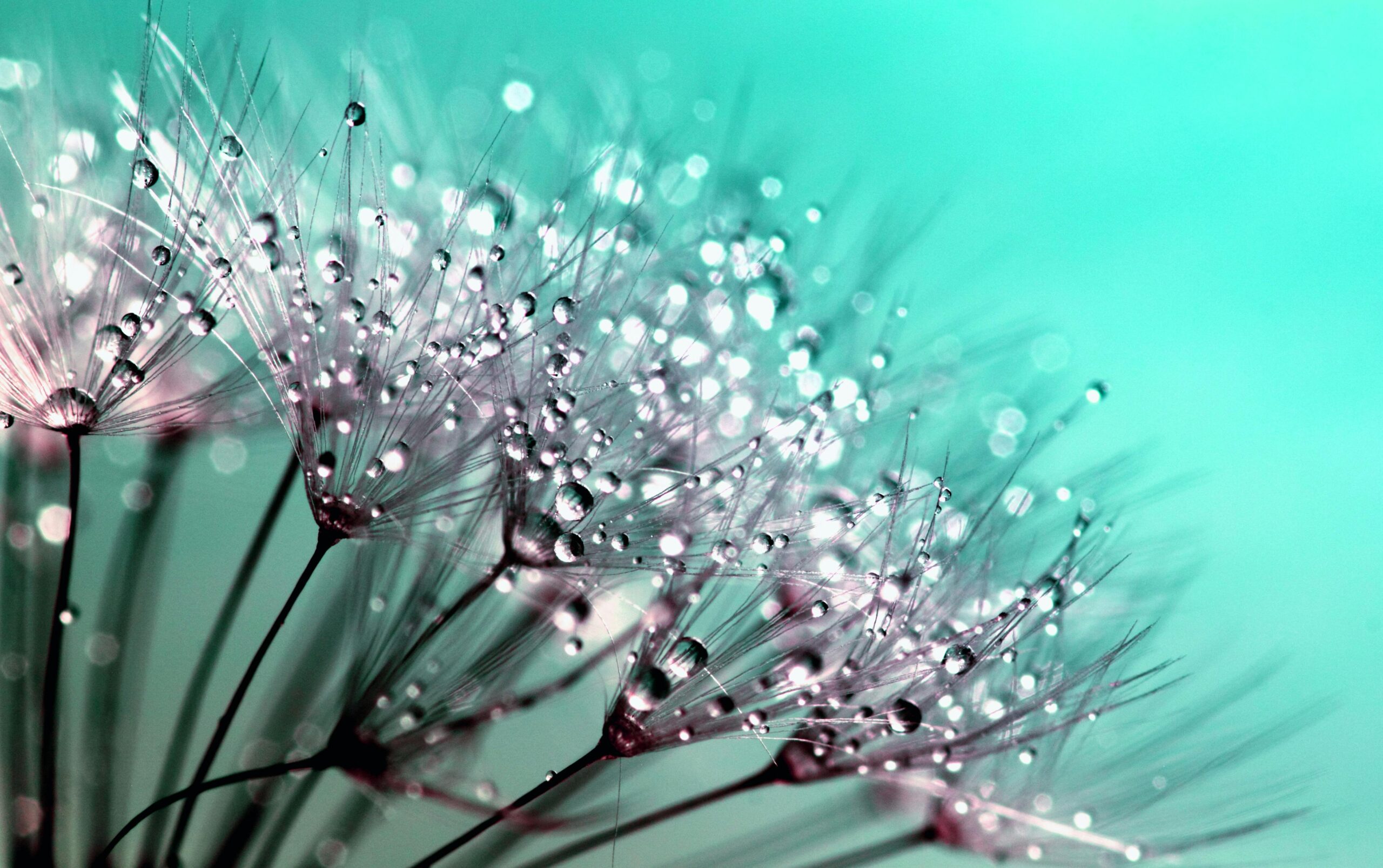 Delicate dandelion seeds covered with dewdrops in a macro shot.
