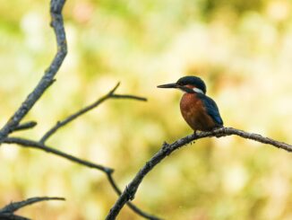 A vibrant kingfisher sits gracefully on a tree branch surrounded by nature's lush background.