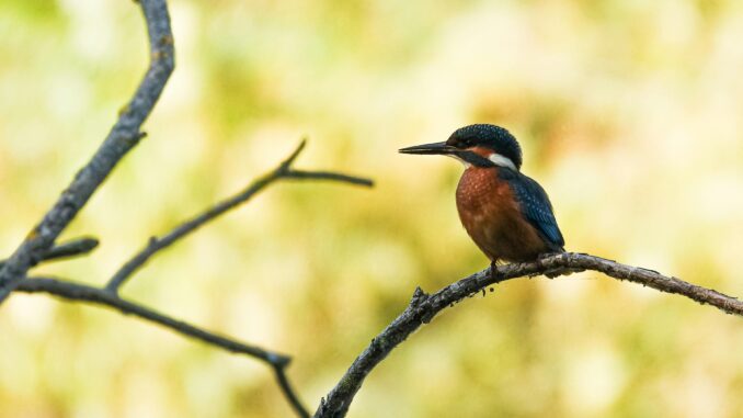 A vibrant kingfisher sits gracefully on a tree branch surrounded by nature's lush background.