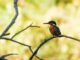A vibrant kingfisher sits gracefully on a tree branch surrounded by nature's lush background.