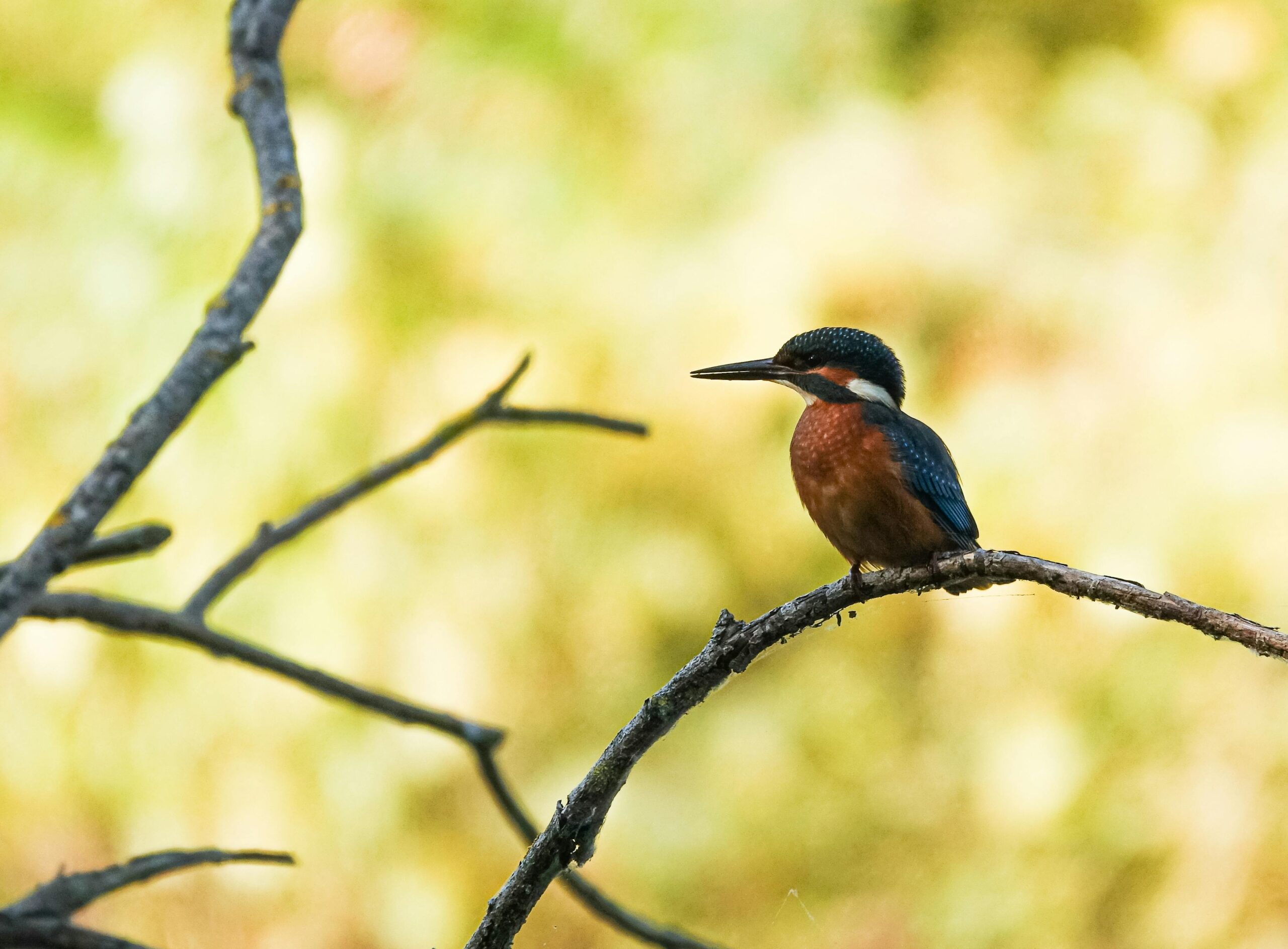 A vibrant kingfisher sits gracefully on a tree branch surrounded by nature's lush background.