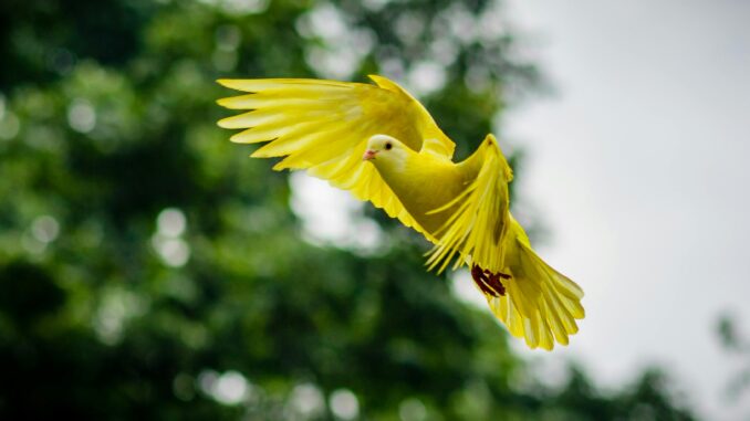A vivid yellow dove soaring with wings spread wide, captured mid-flight against a lush green background.