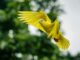A vivid yellow dove soaring with wings spread wide, captured mid-flight against a lush green background.