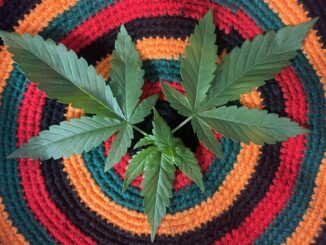 Dynamic top view of cannabis leaves on a vivid, circular knitted textile showcase intricate patterns.