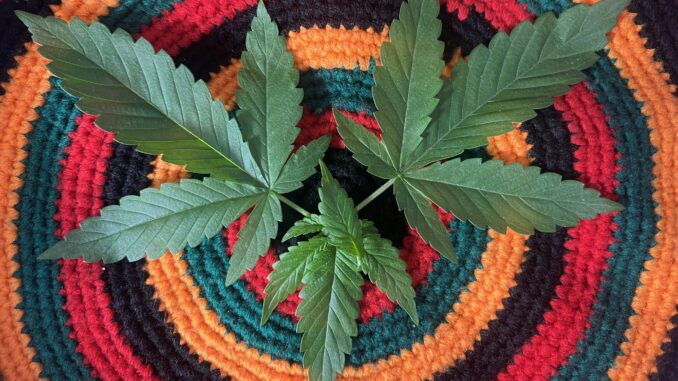 Dynamic top view of cannabis leaves on a vivid, circular knitted textile showcase intricate patterns.