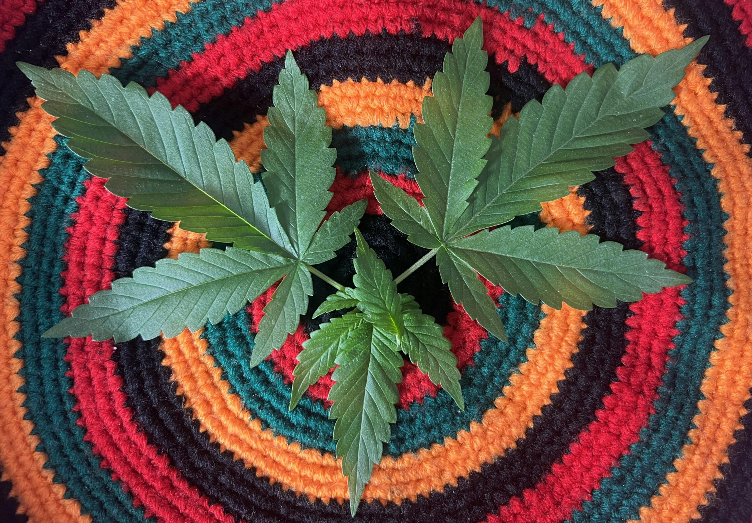 Dynamic top view of cannabis leaves on a vivid, circular knitted textile showcase intricate patterns.