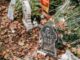 Fake graves covered in web with bones lying around near signs trick or treat and home sweet home on Halloween in autumn day