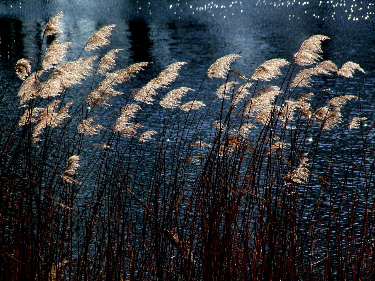 seagrass, aquatic plant, water, quiet, silence, relaxation, poetry, nature, poetry, poetry, poetry, poetry, poetry