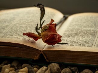 book, reading, dried rose, novel, book wallpaper, old book, bookworm, book mark, chapter, literary, faded rose, tiresome rose, yellow pages, book cover, romanticism, textured page, queen of the flowers, cozy, hebrew letters, antiquarian, encyclopaedia, retro book, antique book, old timer, benefit from