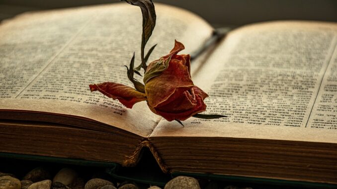 book, reading, dried rose, novel, book wallpaper, old book, bookworm, book mark, chapter, literary, faded rose, tiresome rose, yellow pages, book cover, romanticism, textured page, queen of the flowers, cozy, hebrew letters, antiquarian, encyclopaedia, retro book, antique book, old timer, benefit from