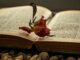 book, reading, dried rose, novel, book wallpaper, old book, bookworm, book mark, chapter, literary, faded rose, tiresome rose, yellow pages, book cover, romanticism, textured page, queen of the flowers, cozy, hebrew letters, antiquarian, encyclopaedia, retro book, antique book, old timer, benefit from