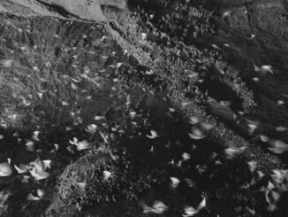 Dramatic view of bats flying in a cave in Bali, creating a monochrome spectacle.