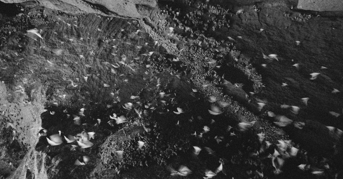 Dramatic view of bats flying in a cave in Bali, creating a monochrome spectacle.