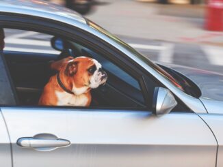 An English Bulldog looks out of a car window while riding through the city streets.
