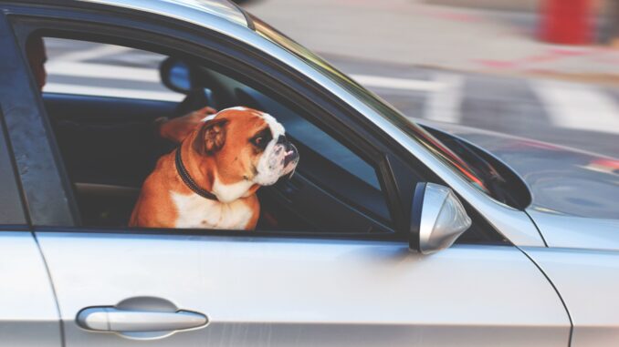 An English Bulldog looks out of a car window while riding through the city streets.