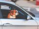 An English Bulldog looks out of a car window while riding through the city streets.