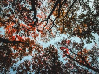 A captivating low angle view of autumn foliage against the sky, showcasing vibrant colors and intricate branches.