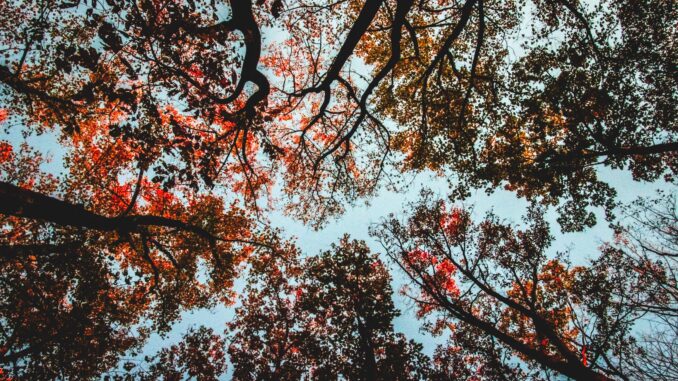 A captivating low angle view of autumn foliage against the sky, showcasing vibrant colors and intricate branches.