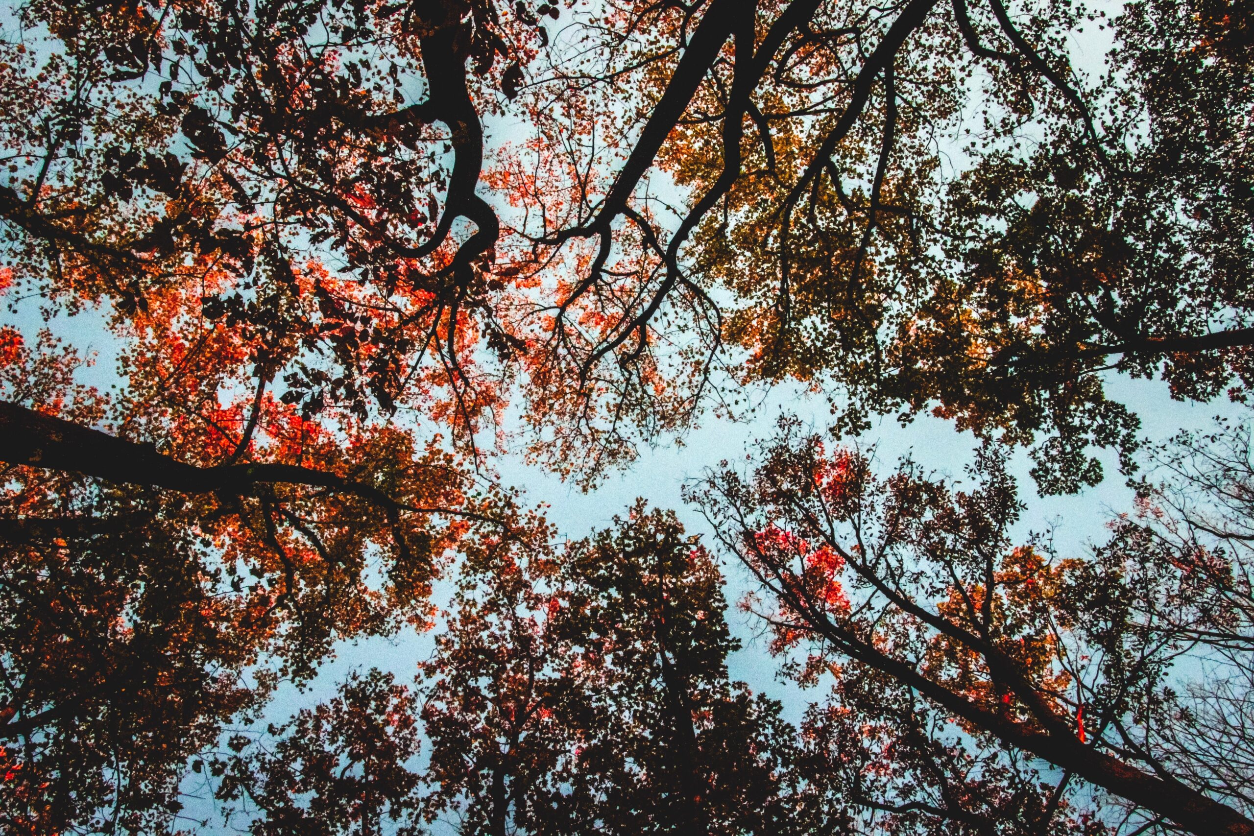 A captivating low angle view of autumn foliage against the sky, showcasing vibrant colors and intricate branches.