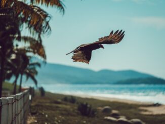 A bird gracefully flying over a scenic tropical coastline with palm trees and blue ocean.