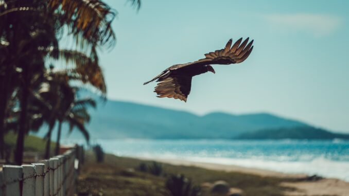 A bird gracefully flying over a scenic tropical coastline with palm trees and blue ocean.