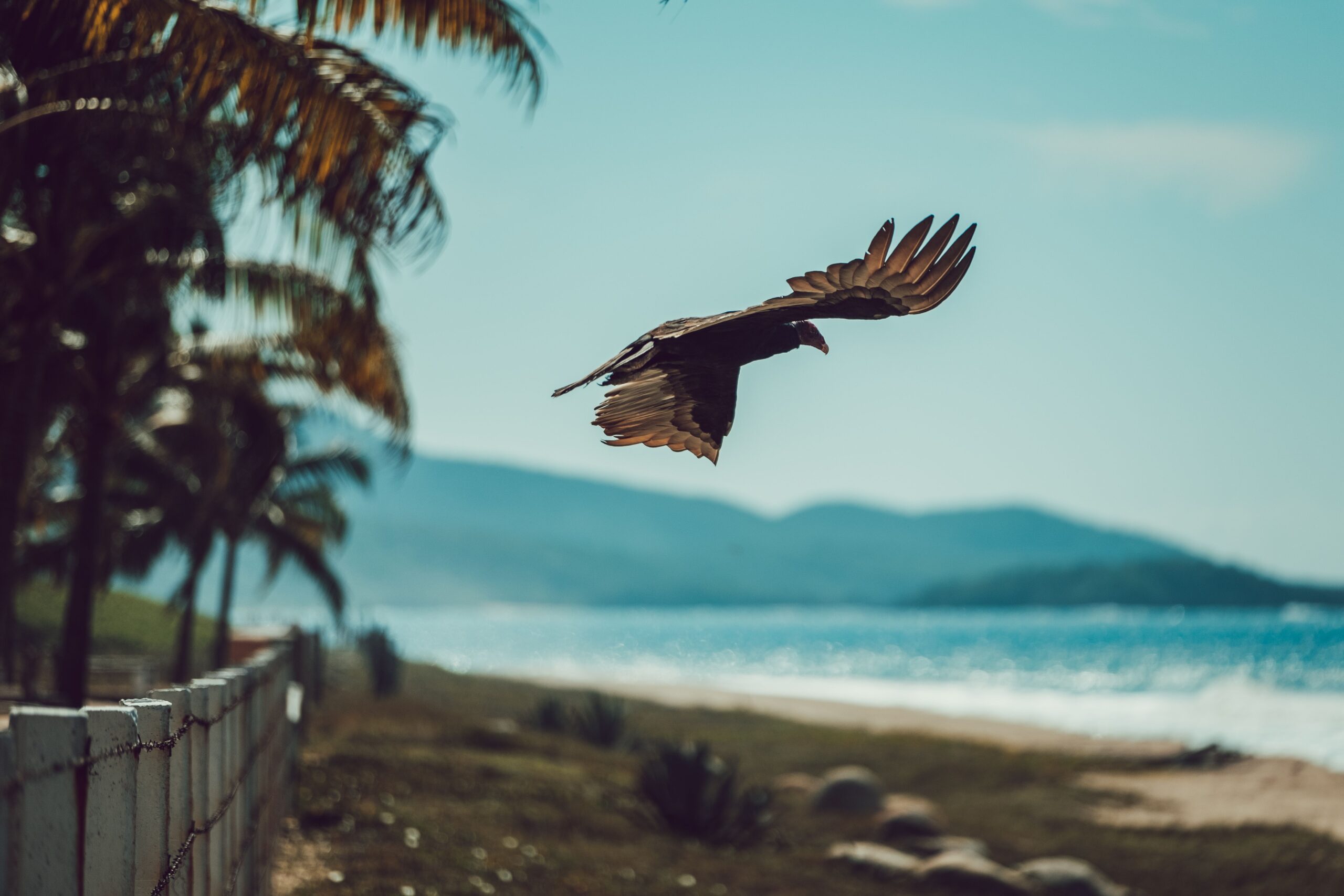 A bird gracefully flying over a scenic tropical coastline with palm trees and blue ocean.